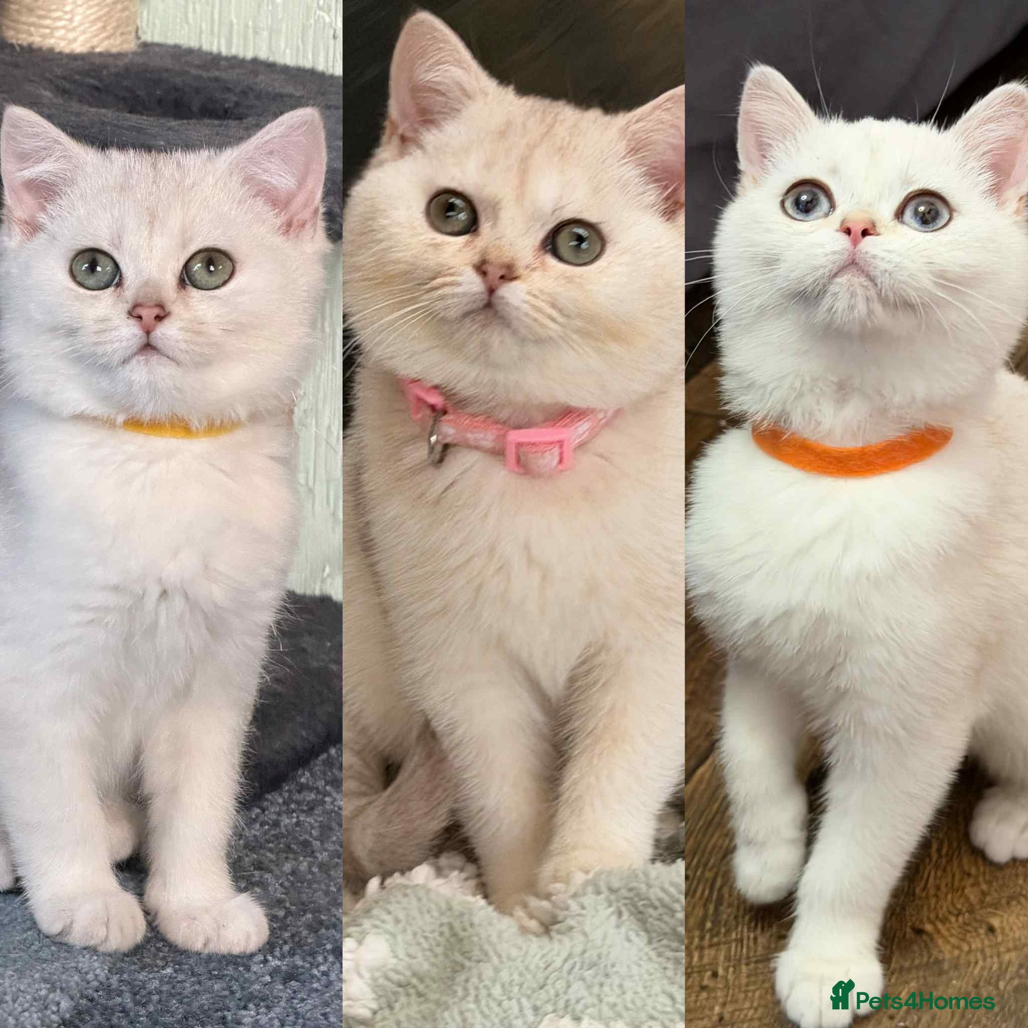 British Shorthair cats Stunning BSH golden/silver Kittens TICA - Advert 3