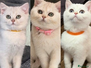 British Shorthair cats - Advert 27