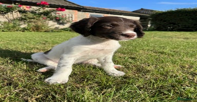 English Springer Spaniel dogs - Advert 8