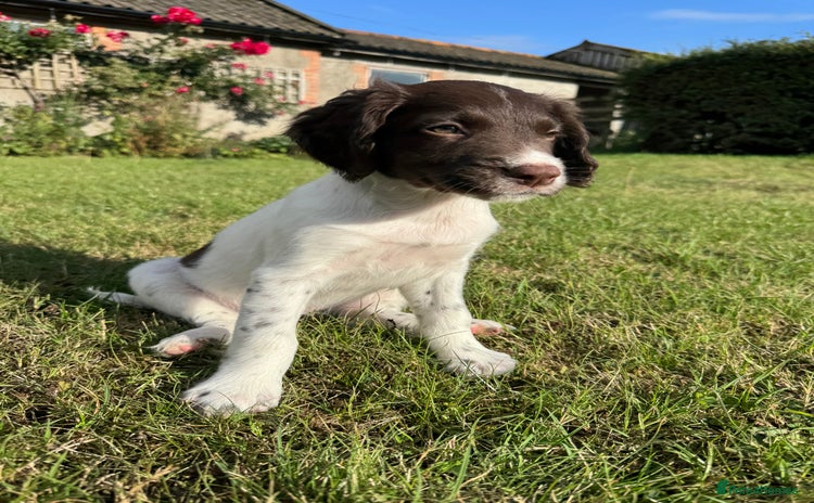 English Springer Spaniel dogs - Advert 1