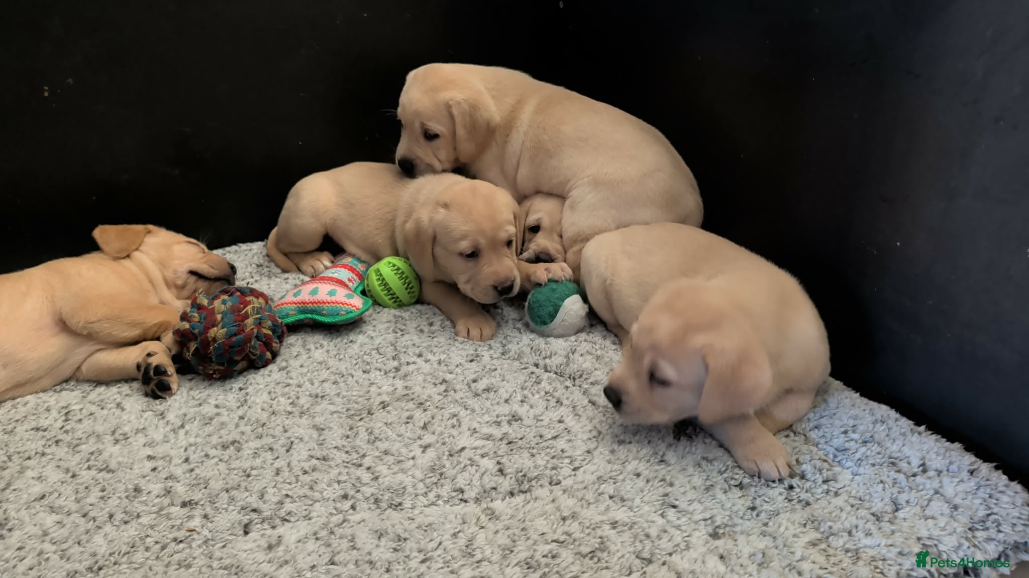 Labrador Retriever dogs KC Registered Yellow Labrador Puppies - Advert 2