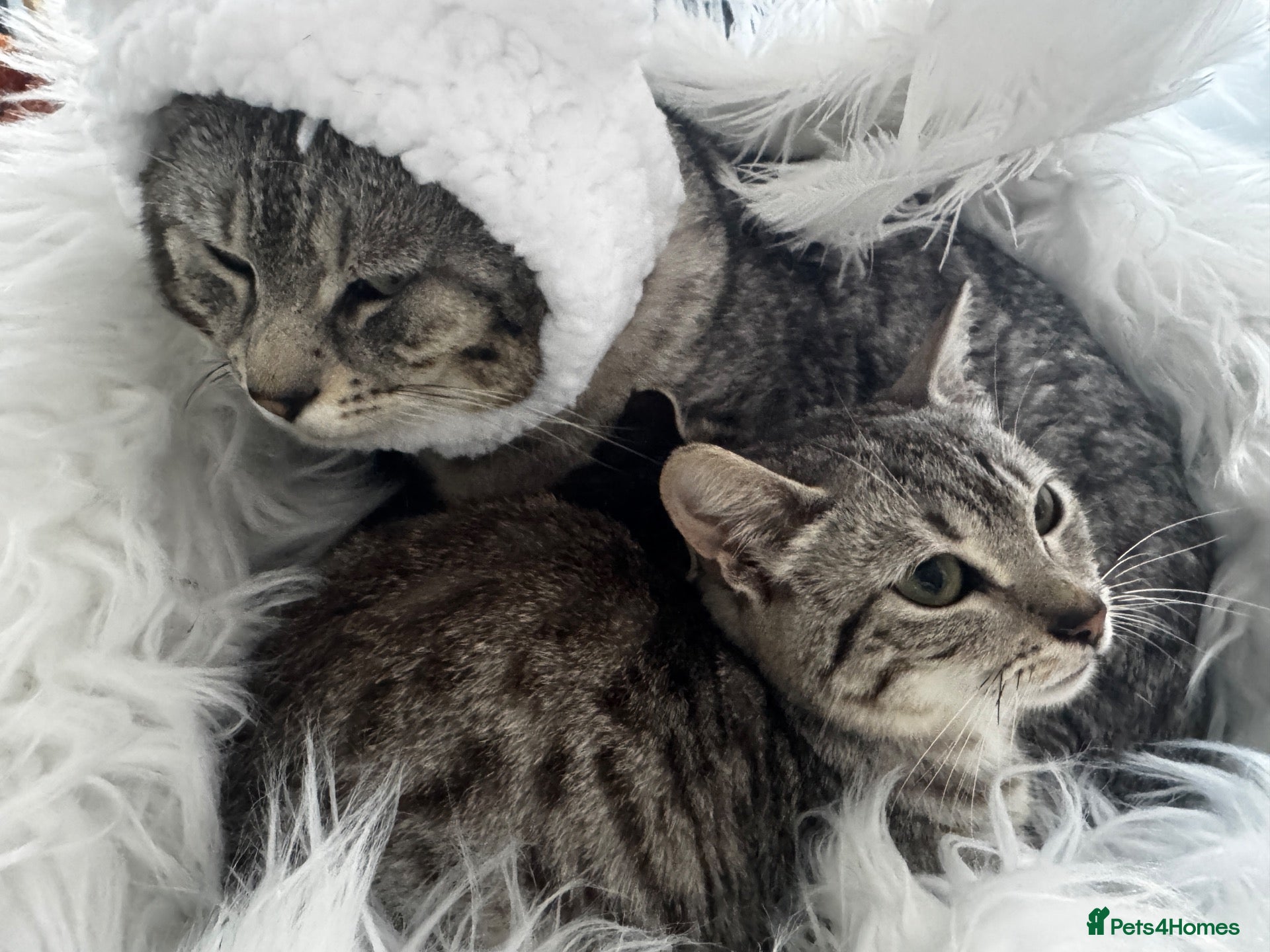 Egyptian Mau cats TICA reg SNOW LEOPARD EGYPTIAN MAU X BENGAL  - Advert 2
