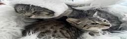 Egyptian Mau cats for sale: TICA reg SNOW LEOPARD EGYPTIAN MAU X BENGAL  - Advert 2