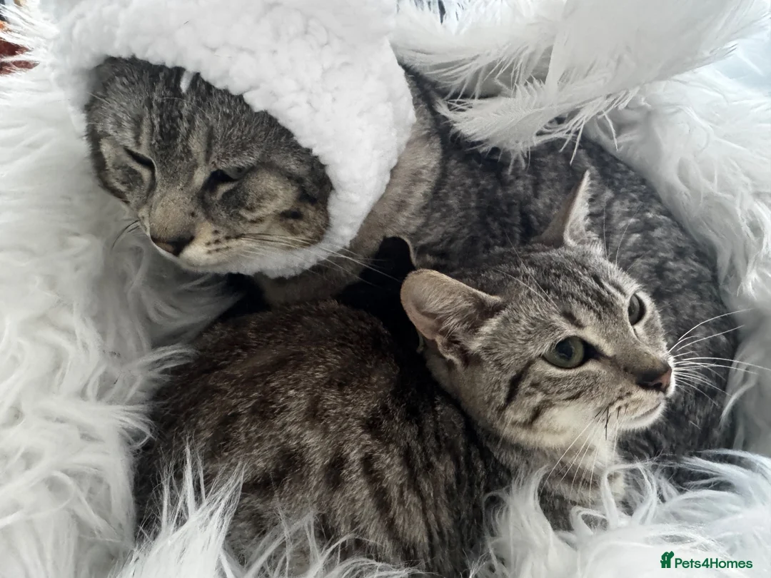 Egyptian Mau cats for sale: TICA reg SNOW LEOPARD EGYPTIAN MAU X BENGAL  - Advert 2