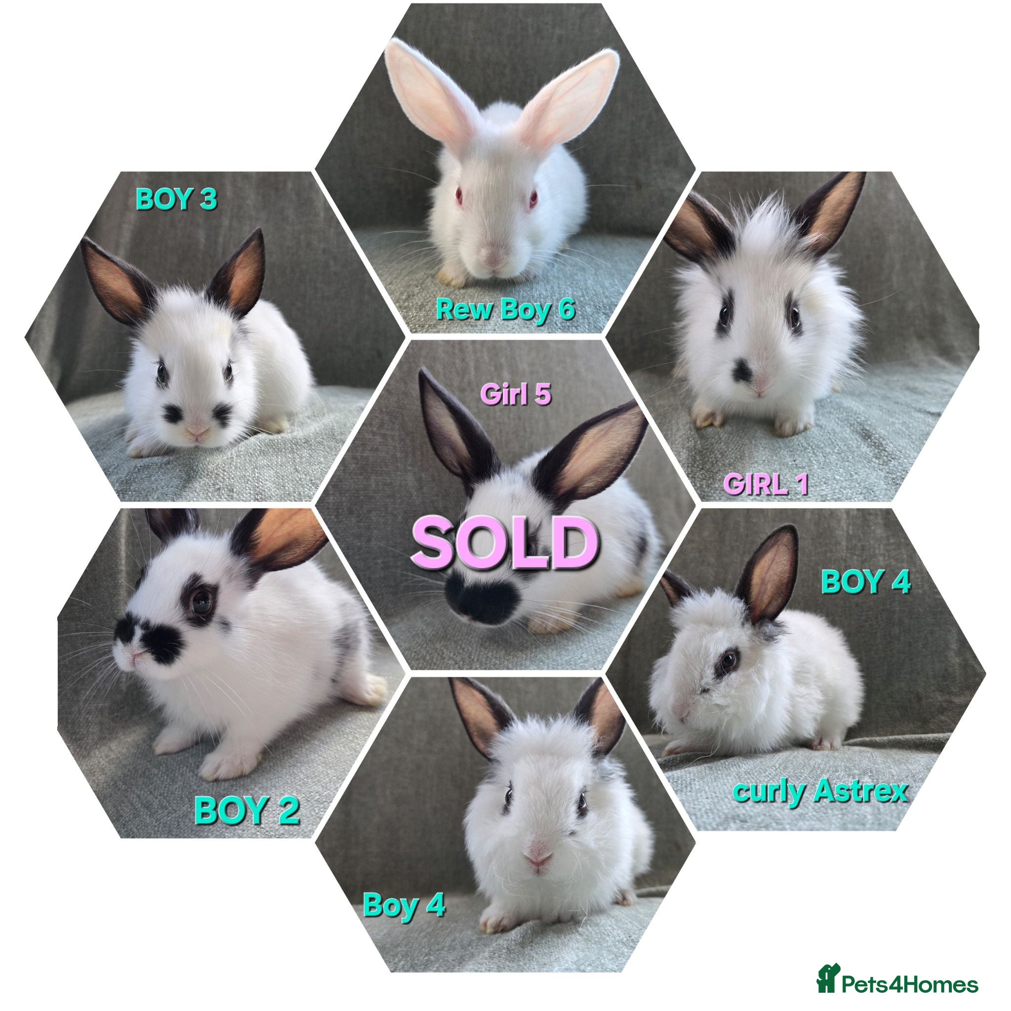 Lionhead rabbits ☆£35 each☆Lion head cross *  - Advert 1
