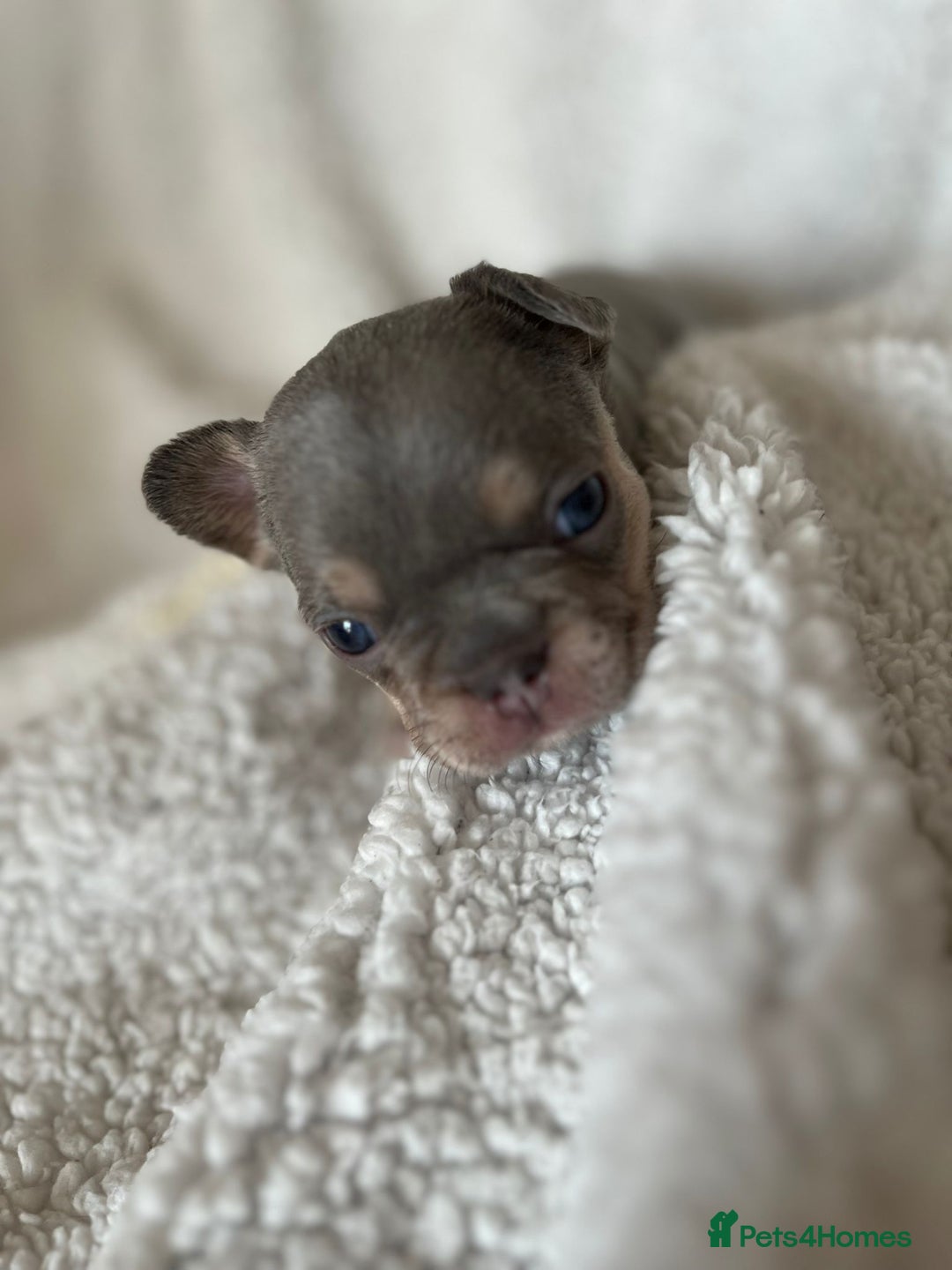 French Bulldog dogs for sale: 7 Stunning Babies ❤️💙 - Image 34