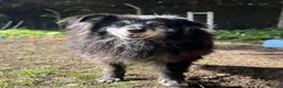 Mixed Breed dogs for adoption: Meet amazing MOOSE!!  - Advert 13