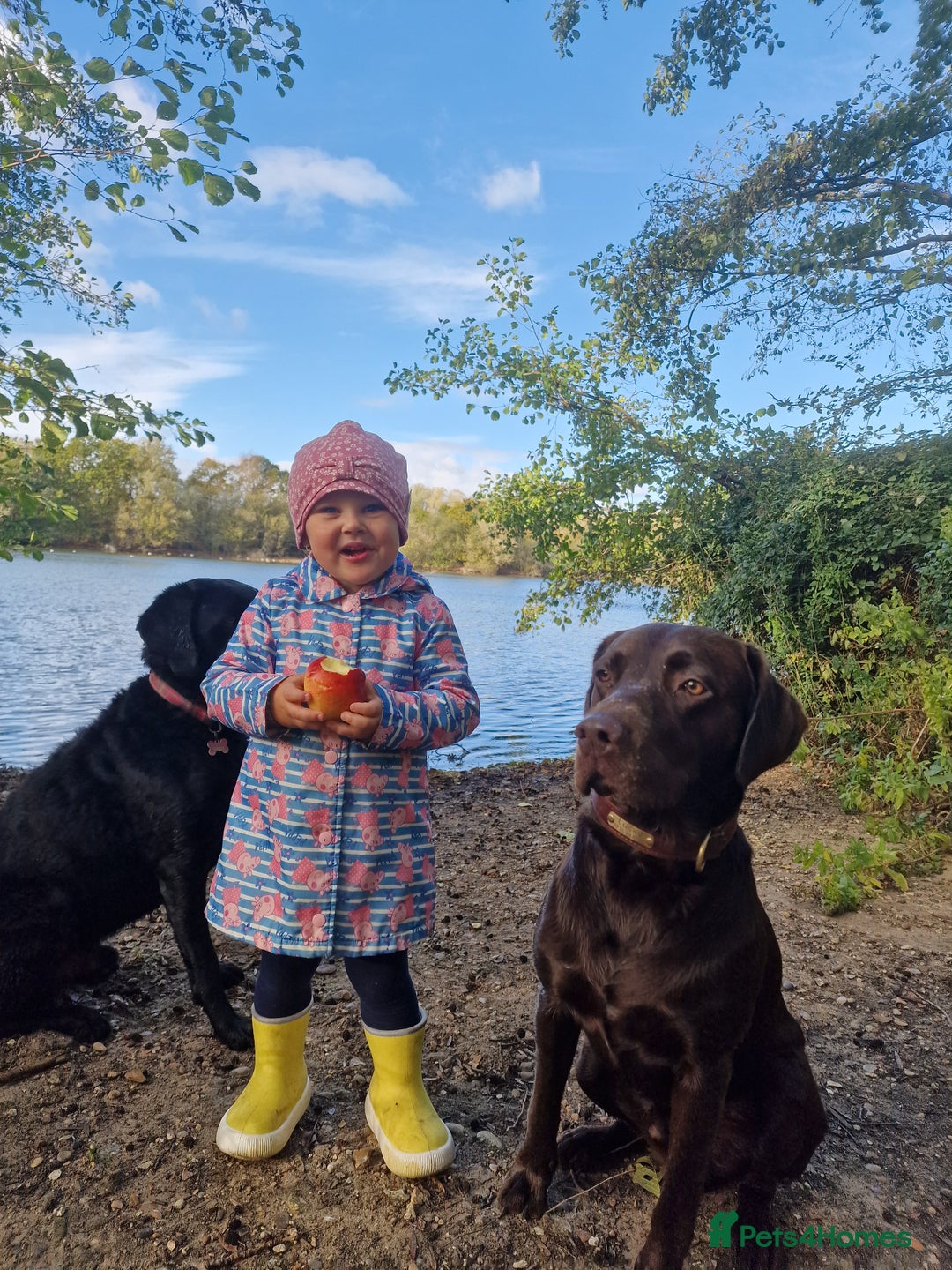 Labrador Retriever dogs for stud: KC registered proven boy from first time for stud - Advert 5