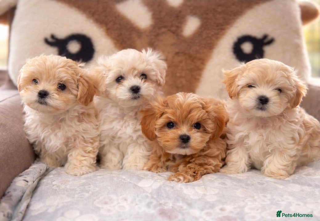 Maltipoo dogs F1🎀Maltipoo 🎀Luxury rare🎀 KC parents - Advert 18