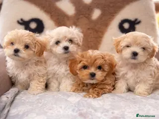 Maltipoo dogs F1🎀Maltipoo 🎀Luxury rare🎀 KC parents - Advert 18