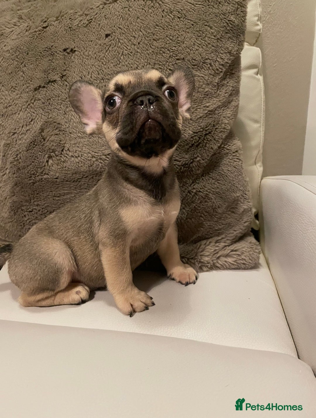 French Bulldog dogs for sale: FRENCH BULLDOG PUPPIES FOR SALE!! - Advert 12