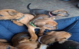 Patterdale Terrier dogs for sale: Patterdale Puppies  - Image 2