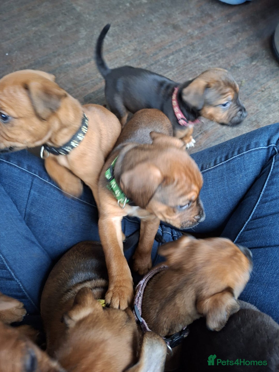Patterdale Terrier dogs for sale: Patterdale Puppies  - Image 2