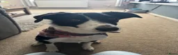 Border Collie dogs for stud: URGENT STUD WANTED in Christchurch - Advert 4