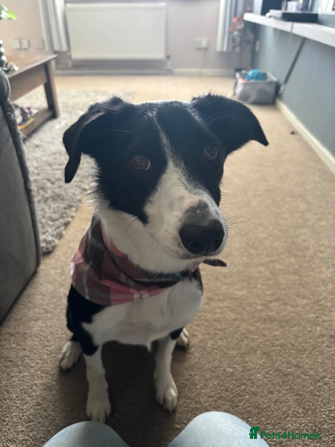 Border Collie dogs for stud: URGENT STUD WANTED in Christchurch - Advert 4