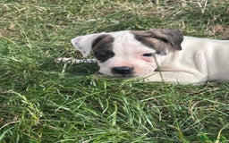 American Bulldog dogs for sale: Ready now Beautiful litter American bulldog puppy - Image 11