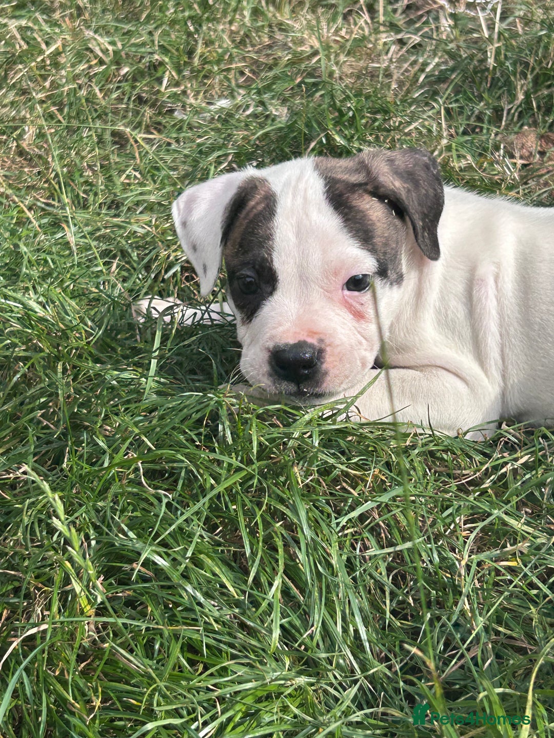 American Bulldog dogs for sale: Ready now Beautiful litter American bulldog puppy - Image 11