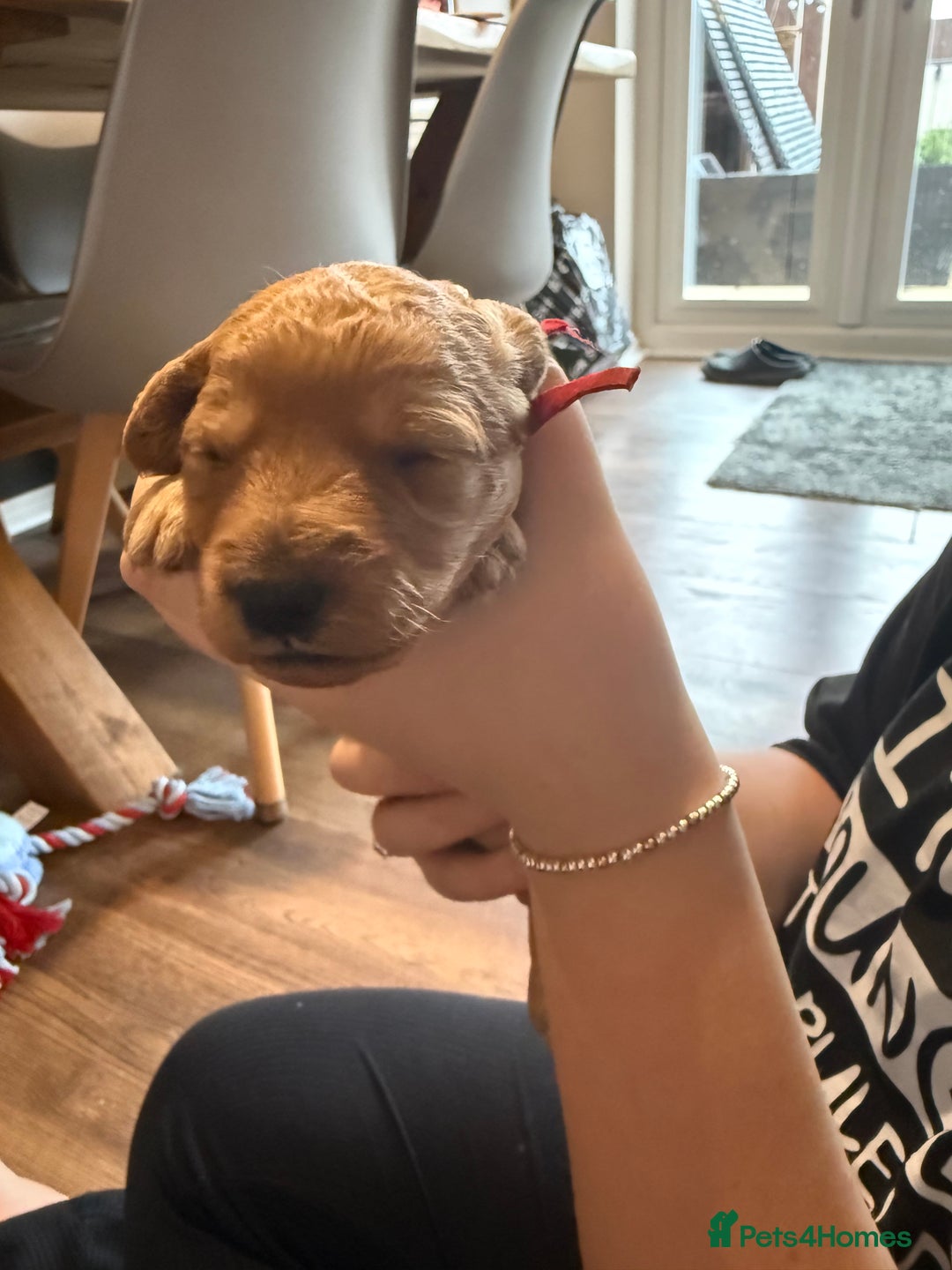 Labradoodle dogs for sale: Beautiful labradoodles  - Advert 6