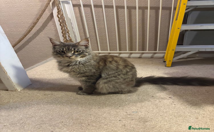 Maine Coon cats Maine coon cats needing new home - Advert 1