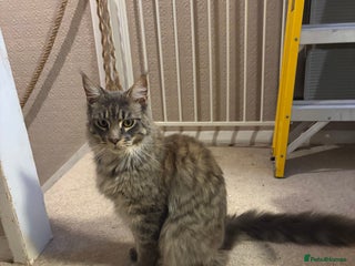 Maine Coon cats Maine coon cats needing new home - Advert 1