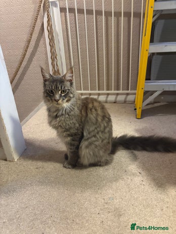 Maine Coon cats Maine coon cats needing new home - Advert 1