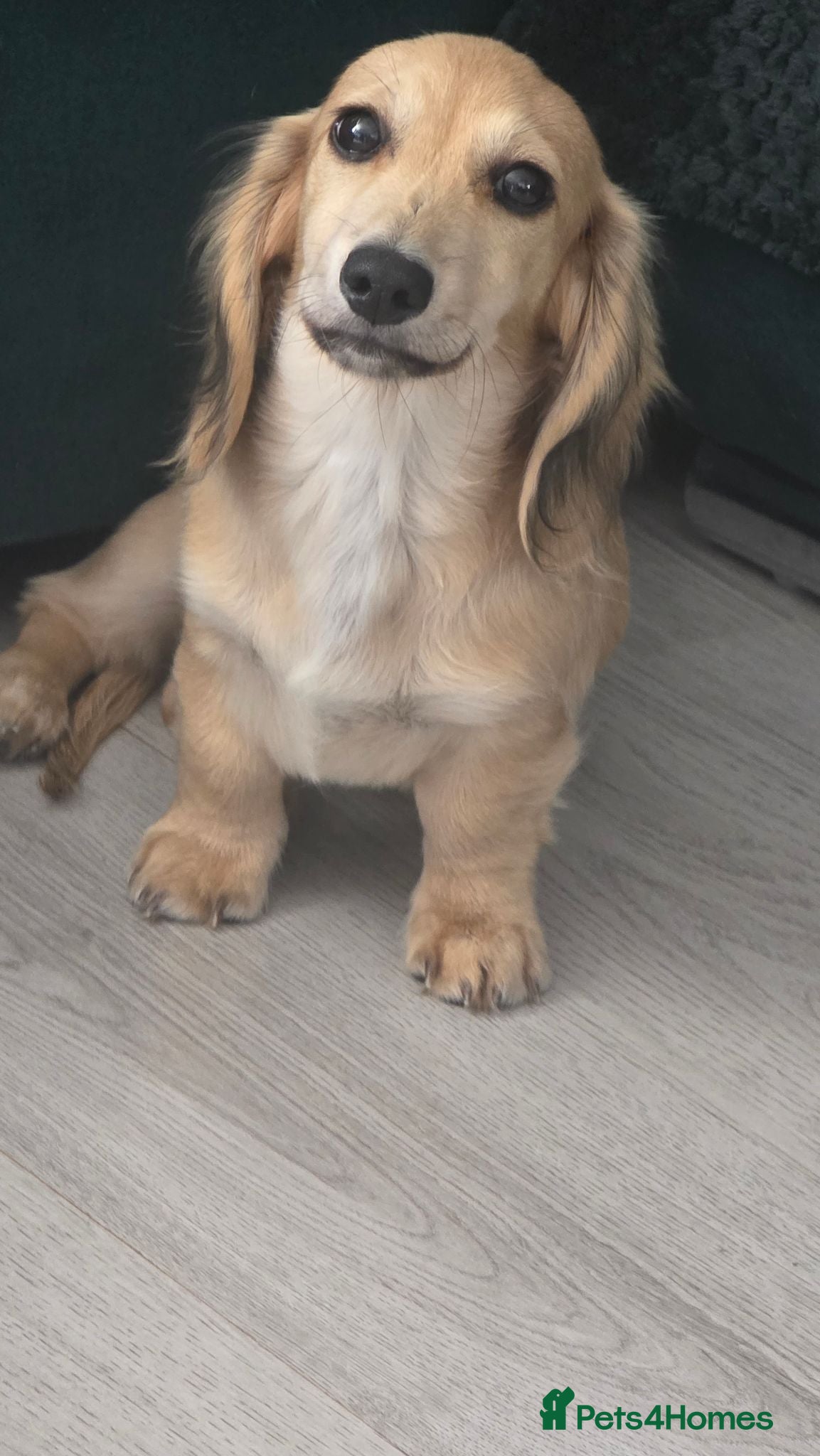 Miniature Dachshund dogs Beautiful longhaired cream mini dachshund - Advert 1
