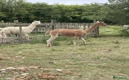 Alpaca livestock for sale: 2 gelded alpaca boys looking for a new home. - Image 5