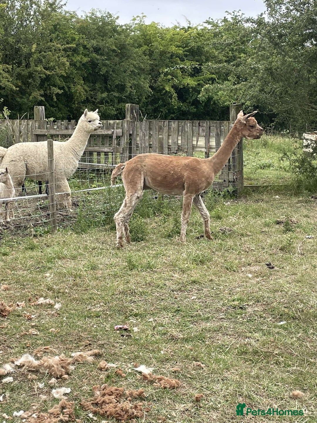 Alpaca livestock for sale: 2 gelded alpaca boys looking for a new home. - Image 5