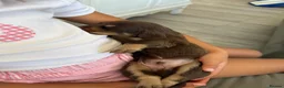 Dachshund dogs for sale: dachshund puppies - Advert 13
