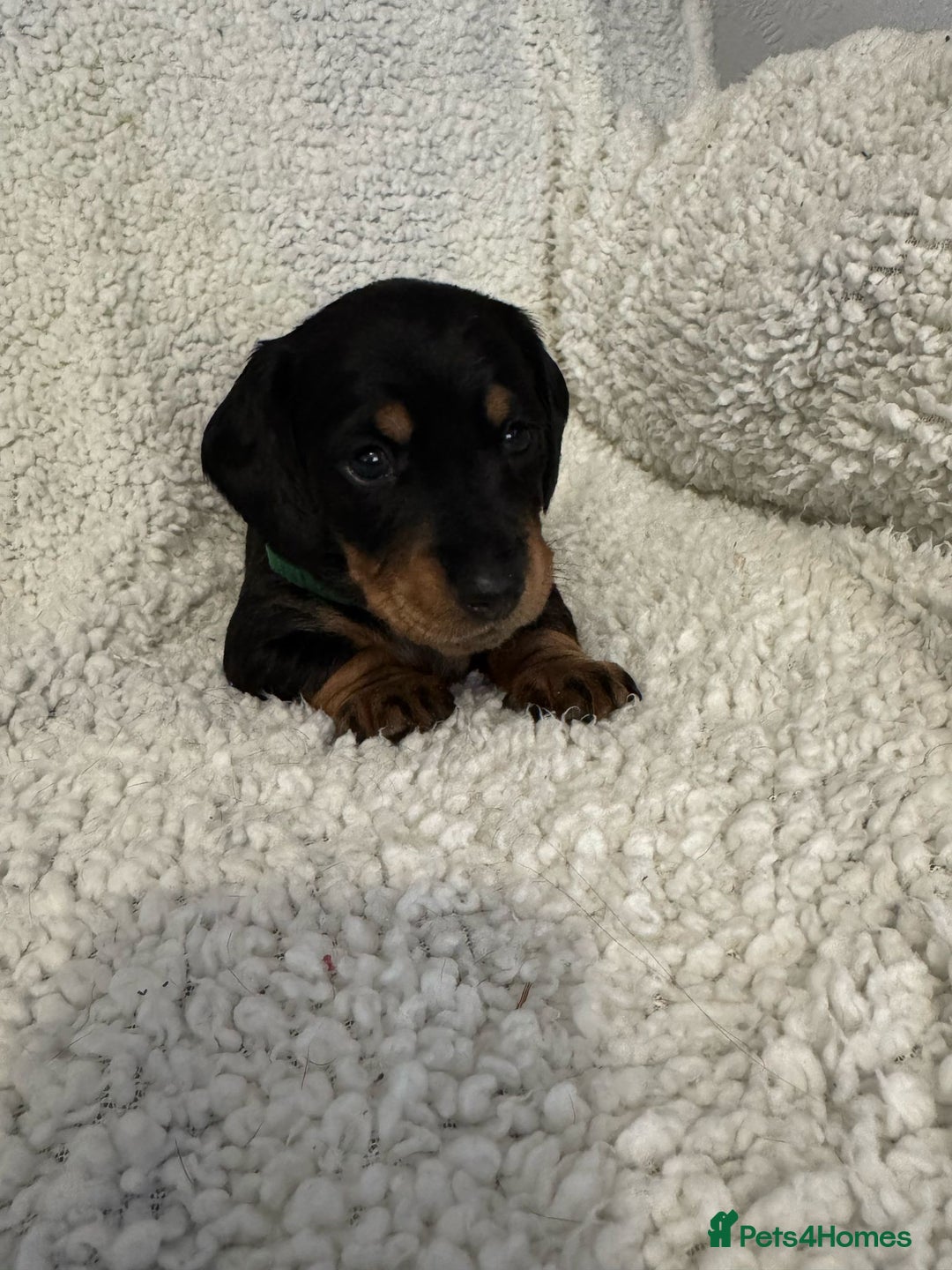 Miniature Dachshund dogs for sale: Miniature dachshund only boys left - Image 2