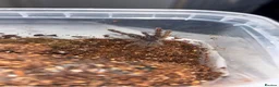 Tarantulas invertebrates for sale: TARANTULAS FOR SALE - Advert 3