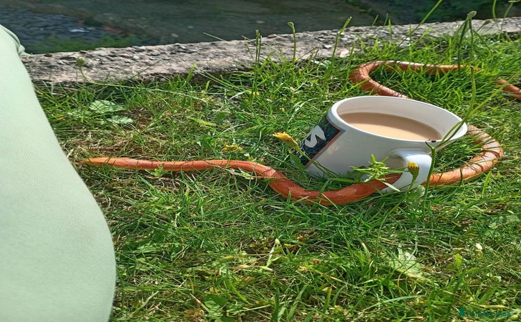 Corn Snake reptiles - Advert 3