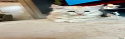 Maine Coon cats for sale:  Maine Coon X ready NOW - Advert 7