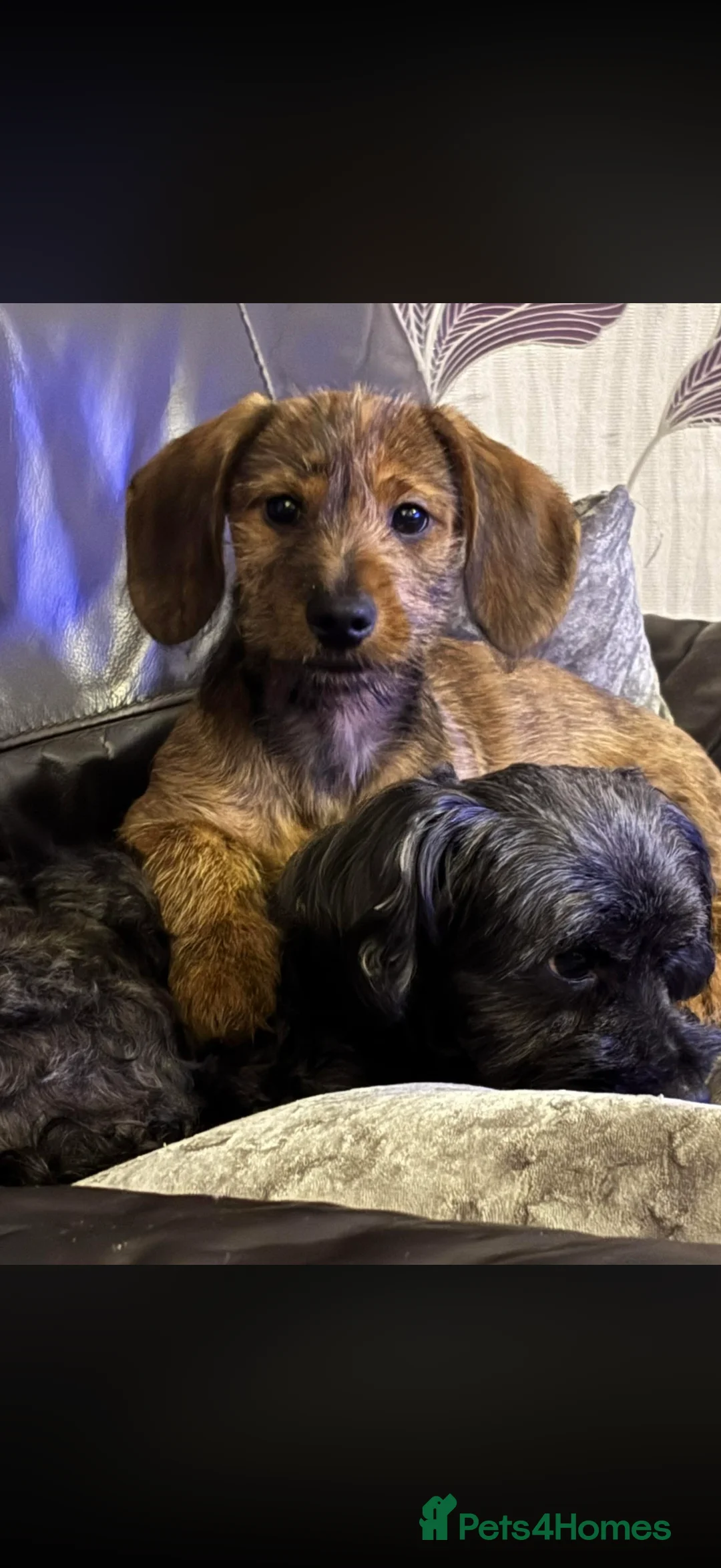 Mixed Breed dogs for sale: Last 2 puppies for sale. Shihpoo x mini dachshund - Advert 1