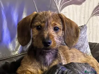 Mixed Breed dogs Last 2 puppies for sale. Shihpoo x mini dachshund - Advert 1