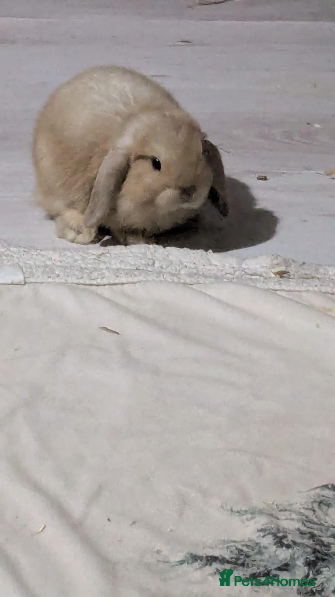 Mini Lop rabbits for sale: Baby mini lops ready for their forever homes - Advert 20
