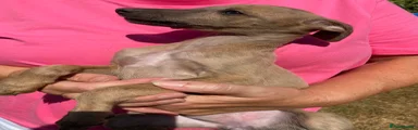Whippet 8