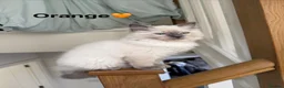 Ragdoll cats for sale: 🩷1 gorgeous bluepoint ragdoll girl left!!🩷 - Advert 9