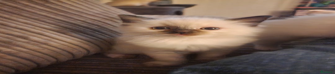 Ragdoll Kitten female 