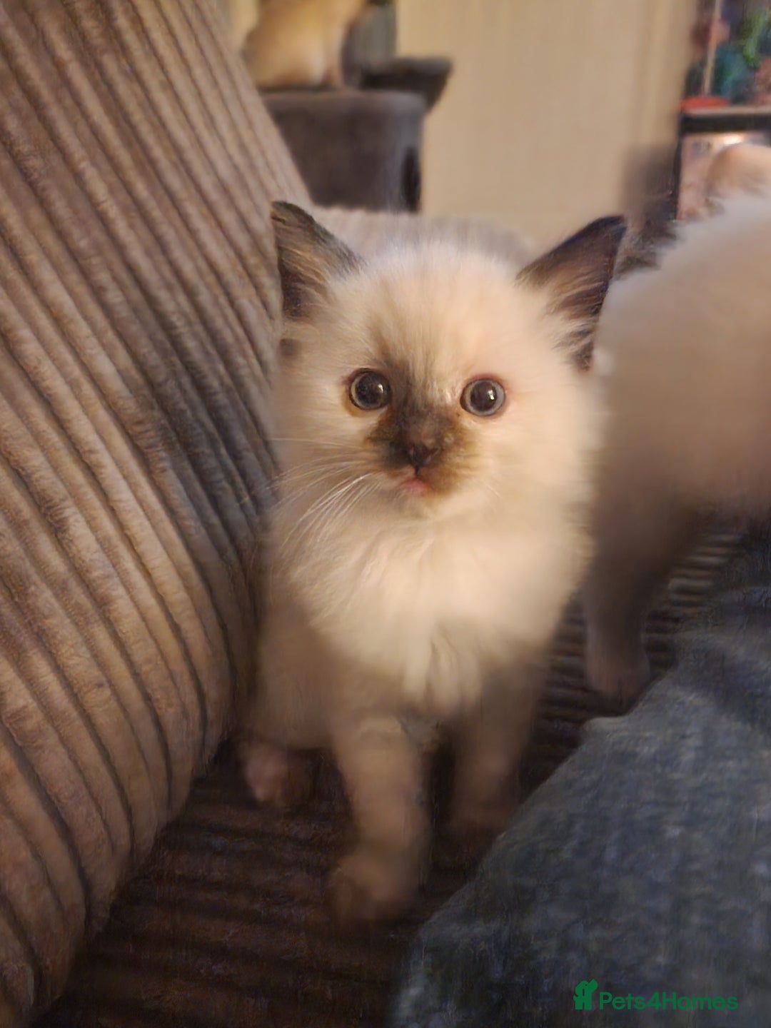 Ragdoll cats for sale: Ragdoll Kitten  - Advert 2