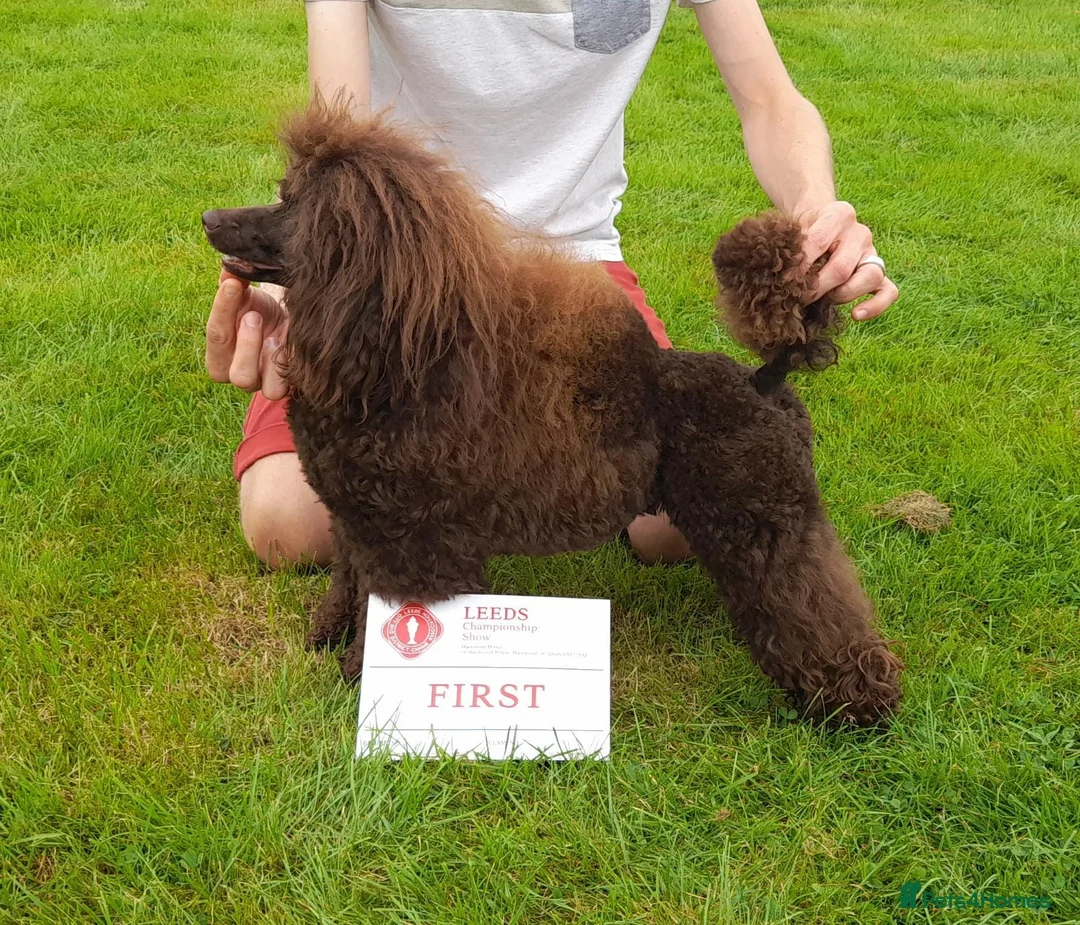 Miniature Poodle dogs for stud: Imported Brown Miniature Poodle & Cavalier Studs in Sutton Coldfield - Advert 6