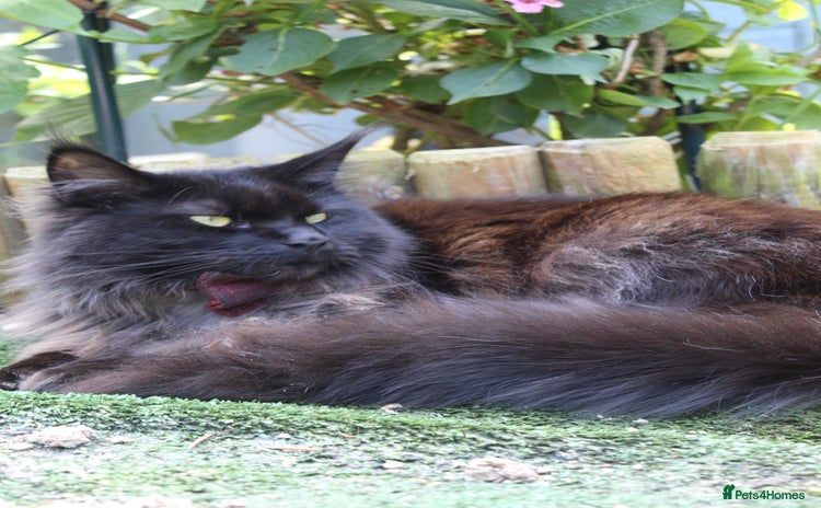 Maine Coon cats - Advert 1