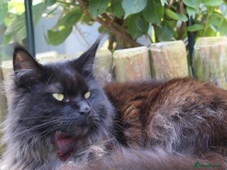 Maine Coon cats - Advert 5