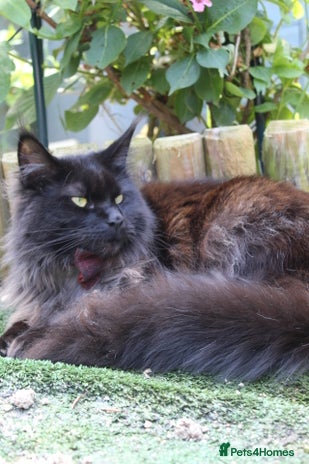 Maine Coon cats - Advert 1