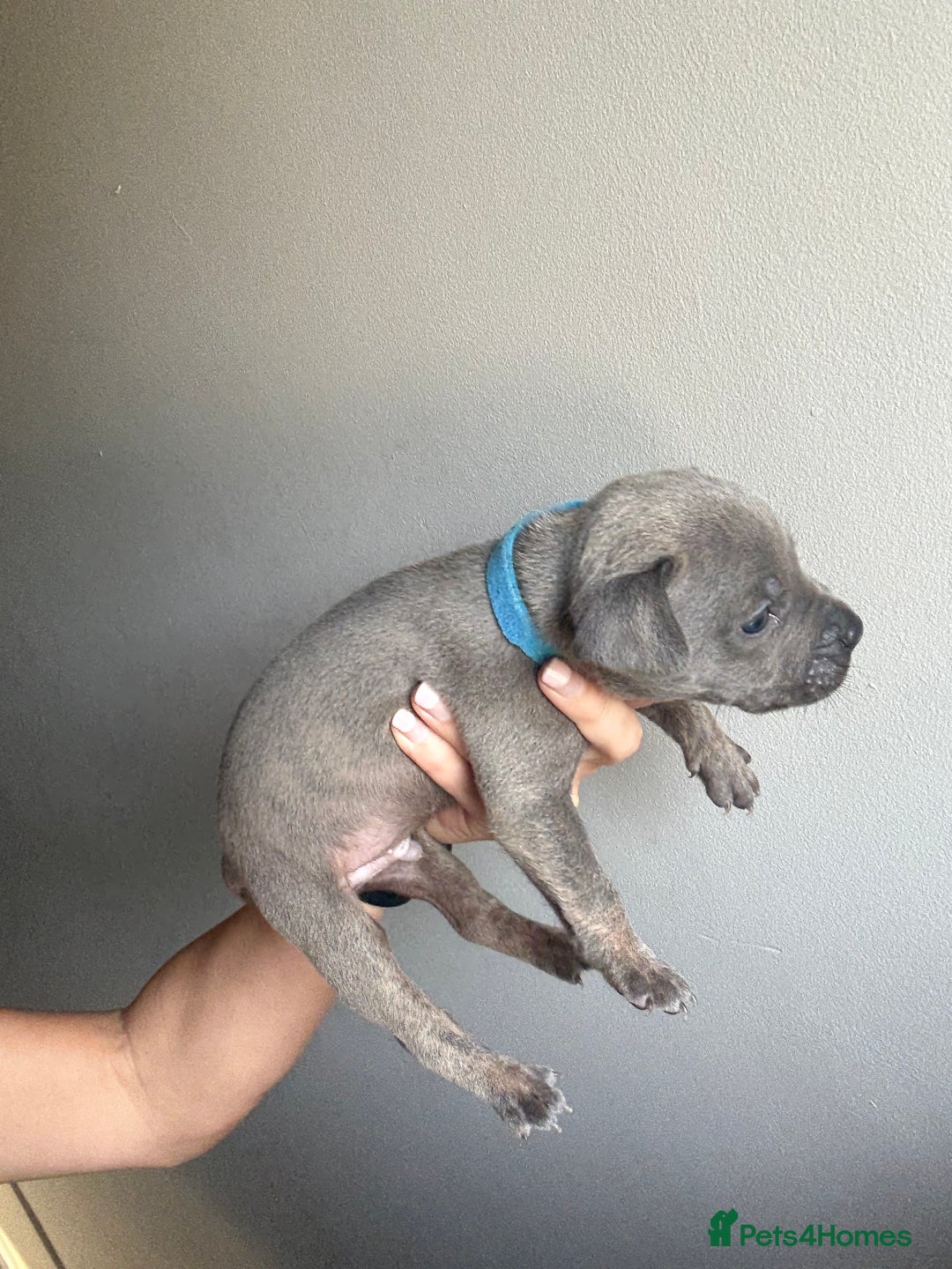 Mixed Breed dogs for sale: Frenchie x Staffy puppies  - Image 14