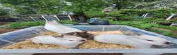 Netherland Dwarf rabbits for sale: 4 baby Netherland dwarf rabbits for sale £60 each  in Manchester - Advert 5