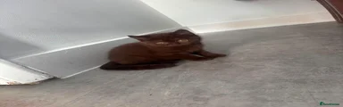 Chocolate Brown Girl