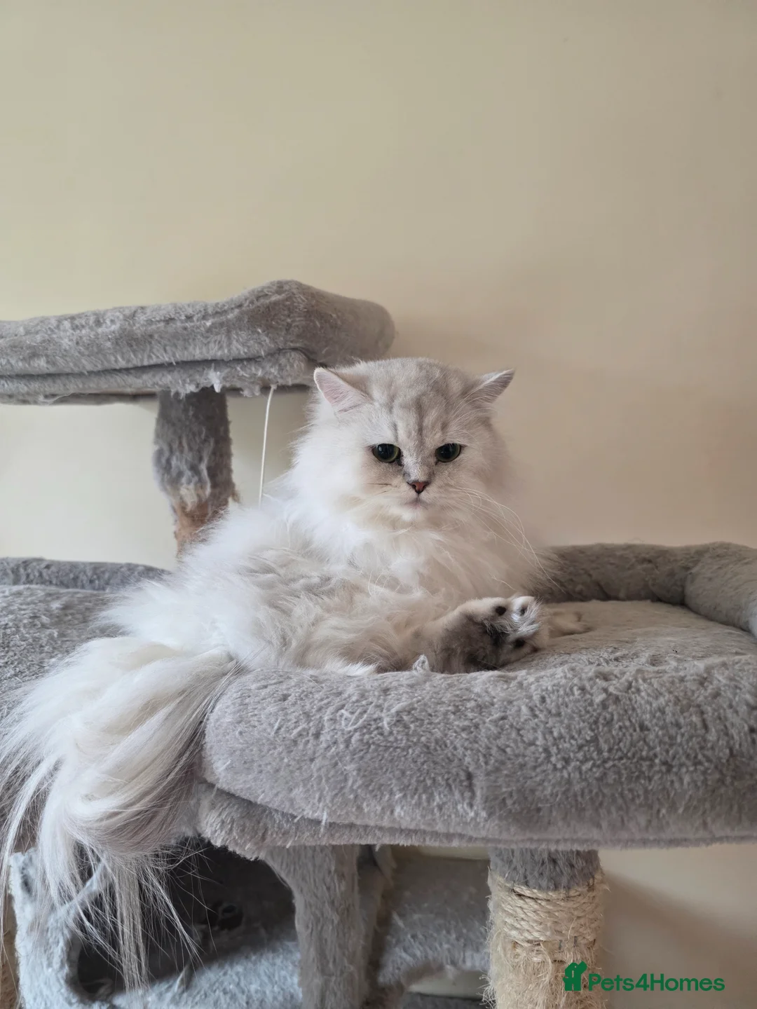 Persian cats for sale: Gorgeous Persian girl  - Advert 2