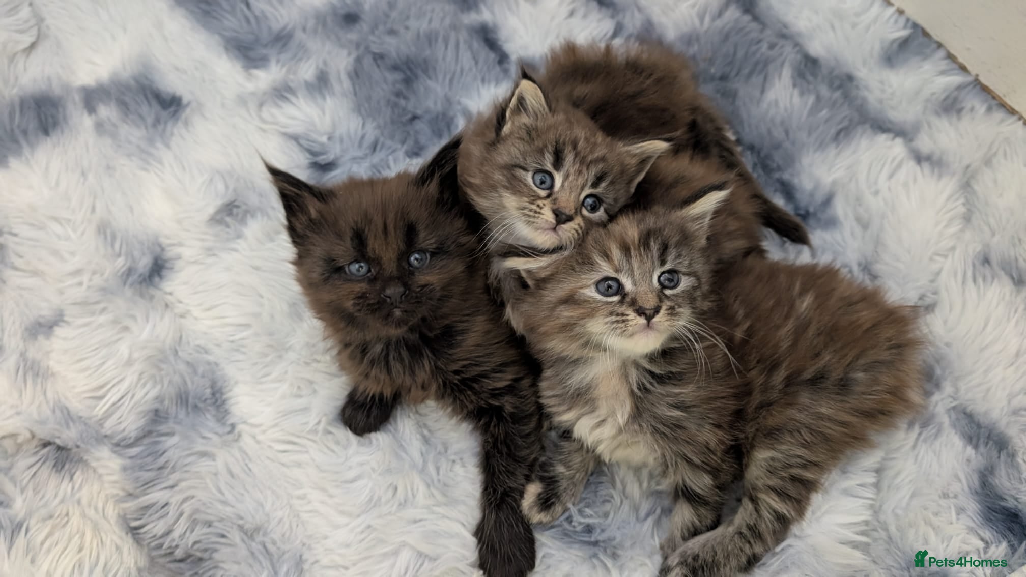 Maine Coon cats Maincoon kittens x3 - Advert 3