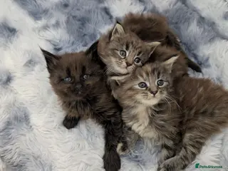 Maine Coon cats Maincoon kittens x3 - Advert 3